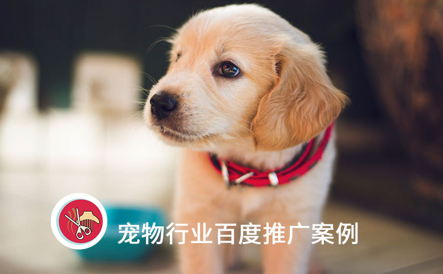 搜狗搜索引擎网络排名优化器,百度均匀线索本钱仅8元，宠物医院推行必需把握当地需求